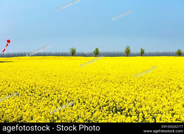 rapeseed flower field in spring, modern sightseeing agricultural scenery, pengze county, jiangxi province, China
