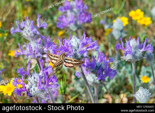 White-lined Sphinx (Hyles lineata) moth, commonly known as the hummingbird moth, nectaring on Thistle Sage (Salvia carduacea) in early spring