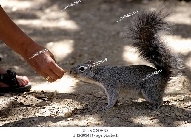 Arizona Gray Squirrel, Sciurus arizonensis, Madera Canyon, Arizona, USA, adult feeding by human