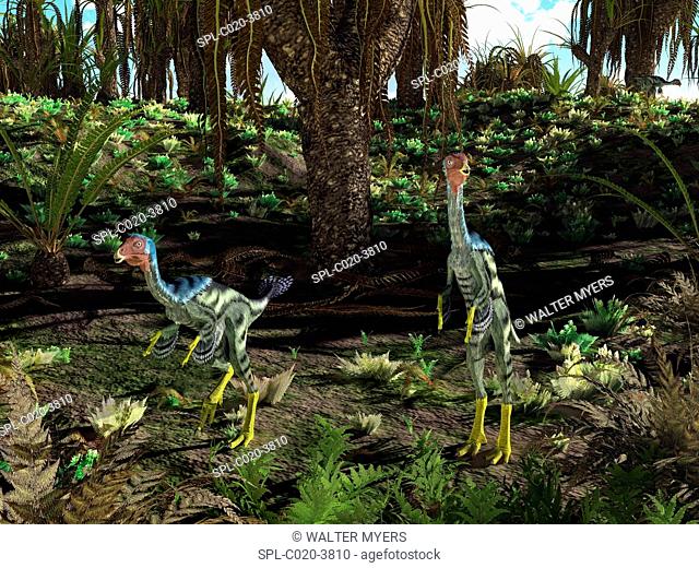 Artwork of peacock-sized theropod dinosaurs of the genus Caudipteryx wandering a landscape dominated by cycad-like seed plants of the genus Williamsonia 125...
