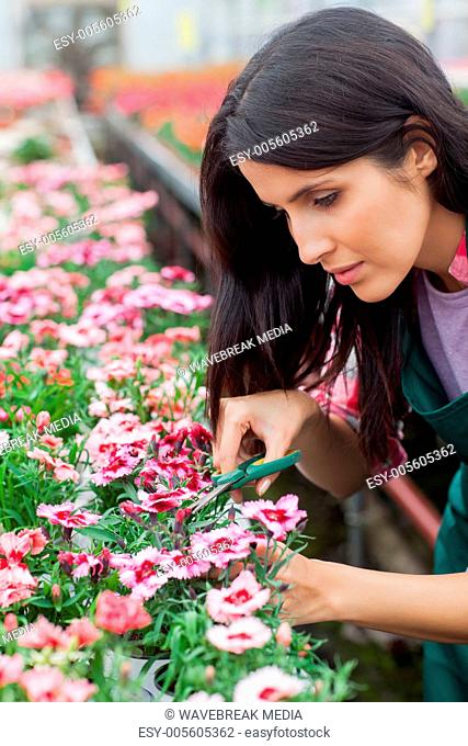Garden center worker cutting flowers