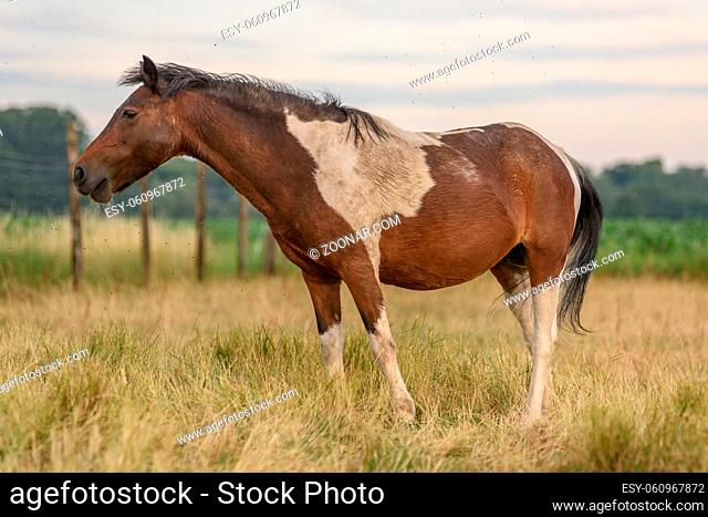 Pony bothered by flies in a pasture on a summer evening in France