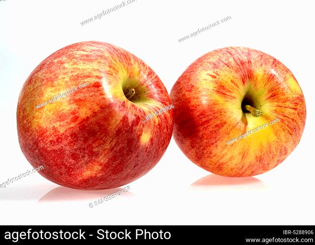 Malus domestica, cultivated apple (Malus domestica), apple, apples, rose family, royal gala apple, malus domesticas exempt, cultivated apple, apple, apples