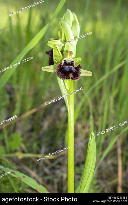Beautiful wild rare orchid Ophrys sphegodes also known as early spider-orchid. Valverde de Leganes, Extremadura, Spain