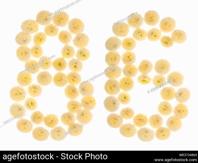 Arabic numeral 86, eighty six, from cream flowers of chrysanthemum, isolated on white background