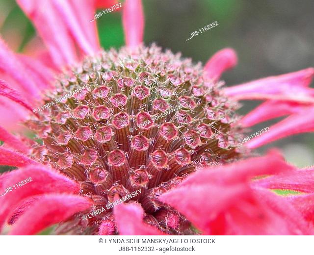 Red bee balm Monarda didyma flower detail