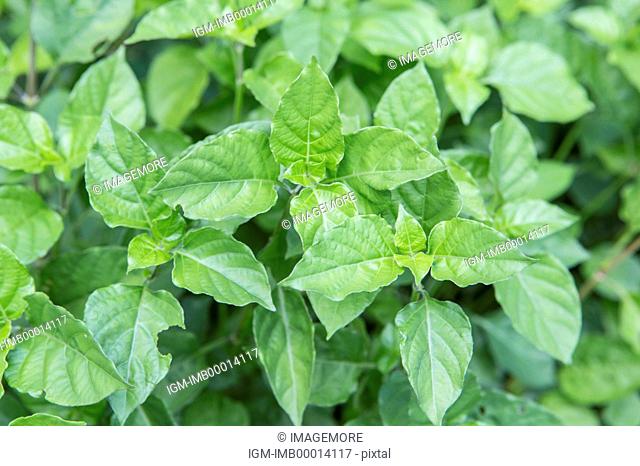 Asystasia gangetica, Herbal Medicine