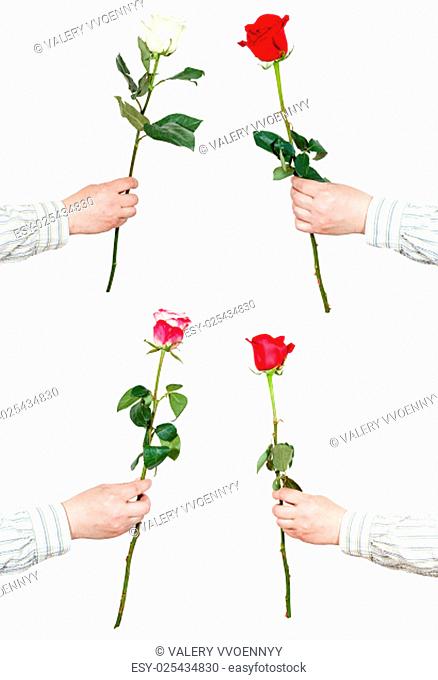 set of one rose flower in male hand isolated on white background