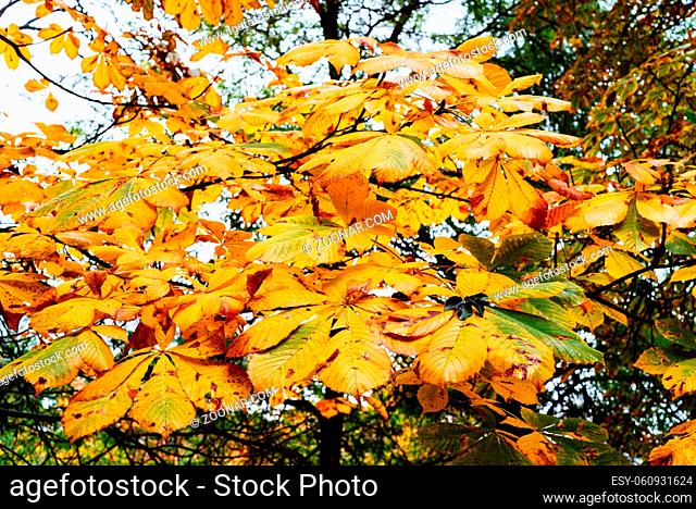 Background of multicolored leaves in morning light. Colorful autumn leaves background