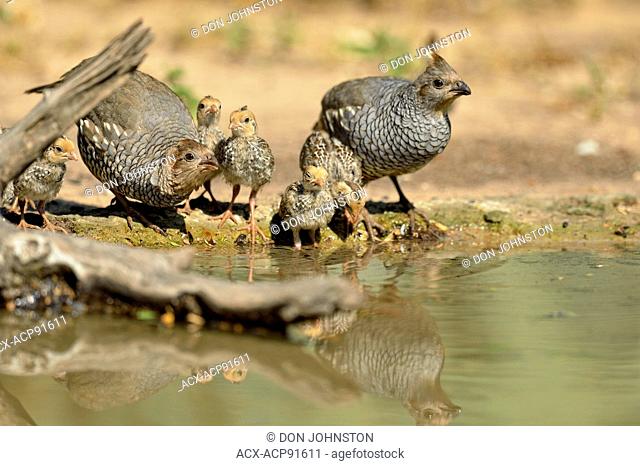 Scaled quail (Callipepla squamata) Adults and chicks, Rio Grande City, Texas, USA