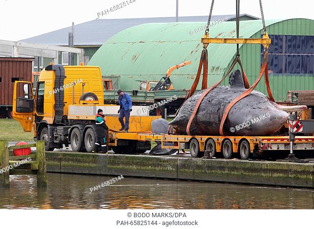 A dead sperm whales that was found beached off the coast of Buesum is moved from the port of Meldorf, Germany, 06 February 2016