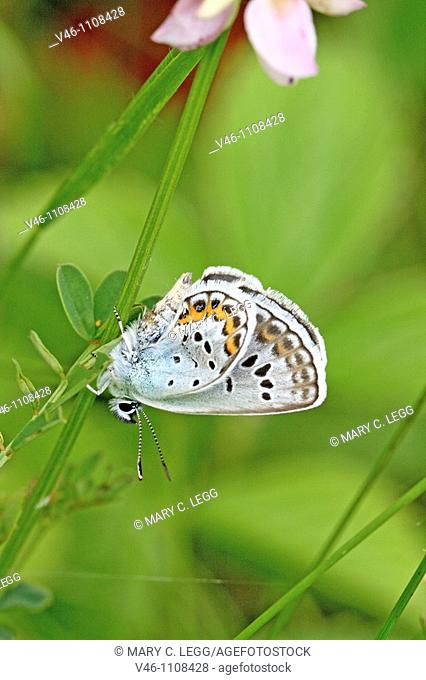 Silver-studded Blue, Plebejus argus with damaged wing  Newly emerged male  Underwings visible  Unusual turqouise blue, almost the blue of Amanda's Blue  Blue is...