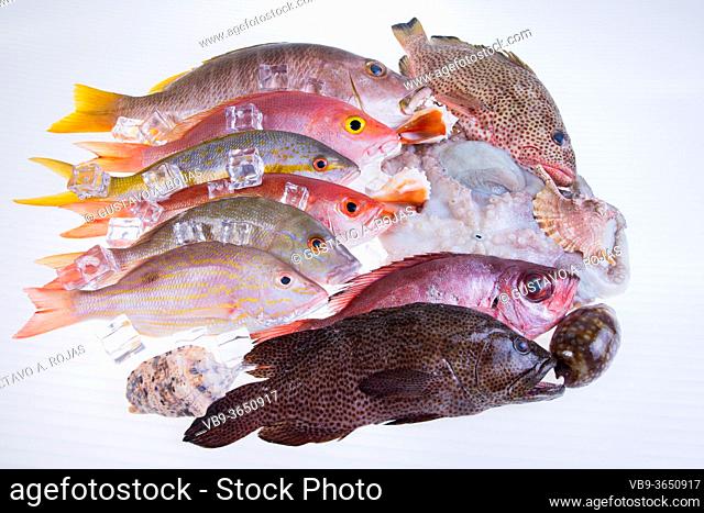 fresh-catch-of-fish-caribbean-seafood-isolated-on-white-background