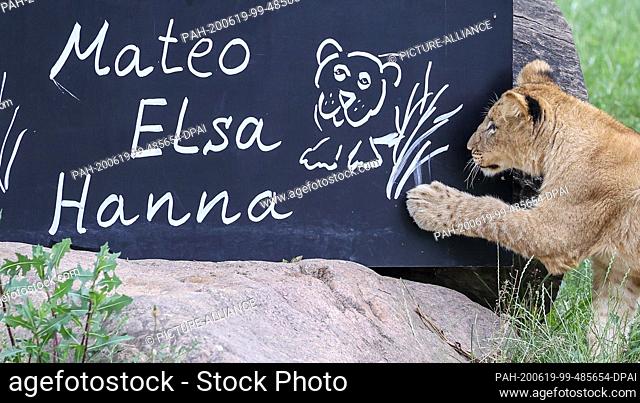19 June 2020, Saxony, Leipzig: The little lion-girl Elsa, barely six months old, examines the name plate of the three baby lions that were baptized on the same...