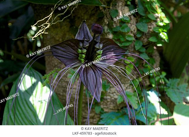 Bat Lily in the tropical gardens in Bevis Bawas Brief Garden near Bentota, South West coast, Sri Lanka