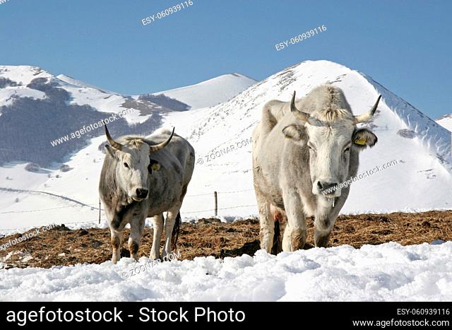 Die genügsame Rinderherde fühlt sich auf dieser Wiese in den winterlichen Monti Sibillini wohl