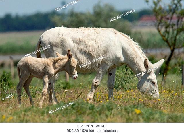 Austro-Hungarian White Donkeys, Equus asinus asinus