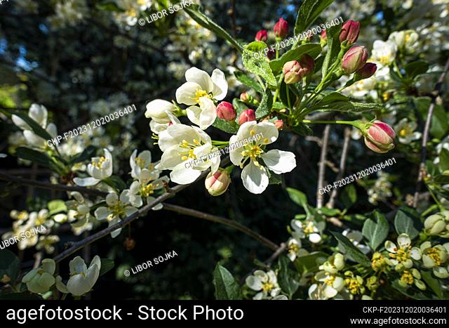 Decorative apple tree Sargent's Apple, Malus sargentii, flowering in Pruhonice, Czech Republic on May 9, 2023. (CTK Photo/Libor Sojka)