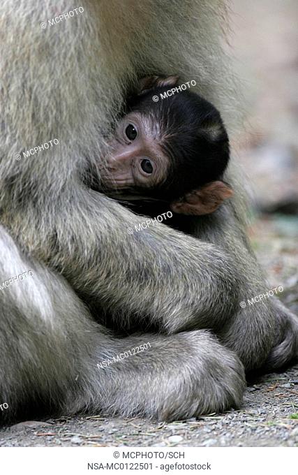 Berber monkey babies Macaca sylvanus
