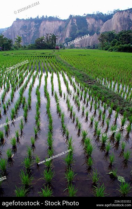 Rows on the green rice field in Sumatra, Indonesia