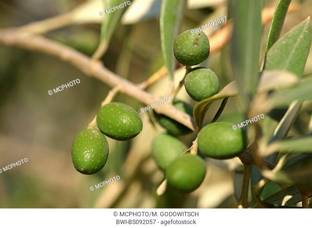 olive tree (Olea europaea ssp. sativa), immature fruit on tree
