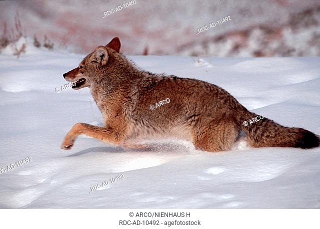 Coyote, Yellowstone national park, Wyoming, USA, Canis latrans, side