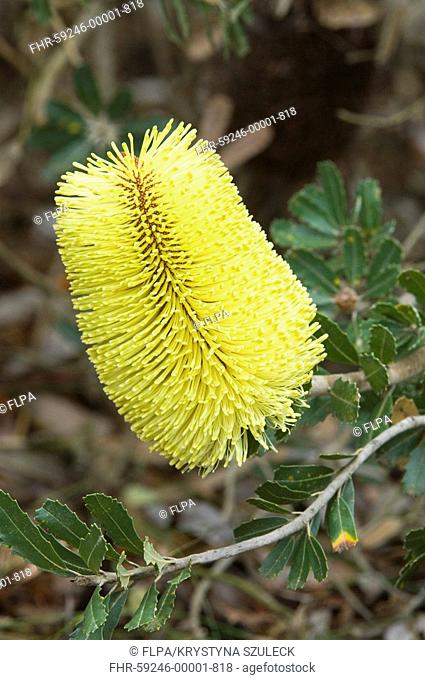 Cut-leaf Banksia Banksia praemorsa bright yellow form, inflorescence, Banksia farm, Mount Barker, Western Australia
