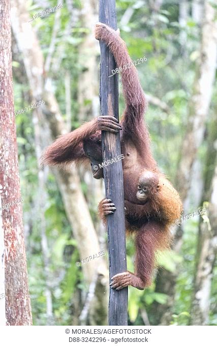 Asia, Indonesia, Borneo, Tanjung Puting National Park, Bornean orangutan (Pongo pygmaeus pygmaeus), Adult female with a baby
