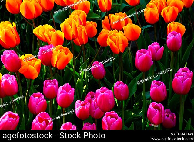 Close-up of Tulip flowers, Roozengaarde, Mt Vernon, Skagit Valley, Washington State, USA, Plant, Plant Life, Freshness, Fragility, Garden
