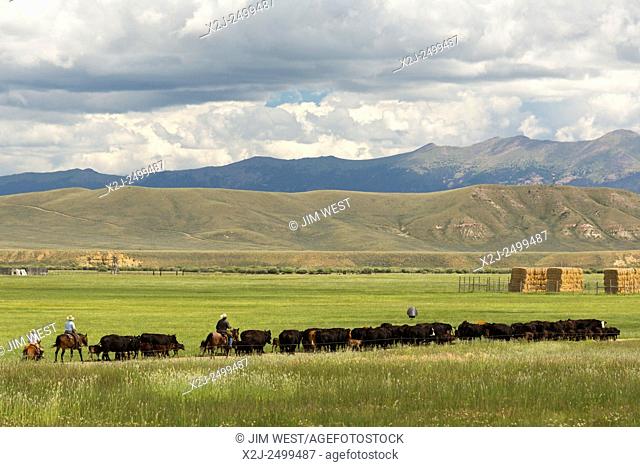 Walden, Colorado - Cowboys move cattle through a pasture on a ranch below the Medicine Bow Mountains