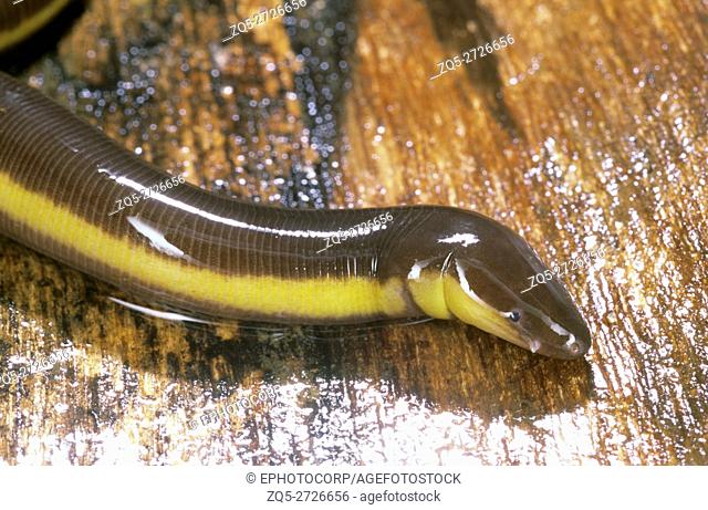 Ichthyophis sp. One of the caecilians found in the moist forests of the Western Ghats. The sensory tentacle can be clearly seen between the eye and the nostril