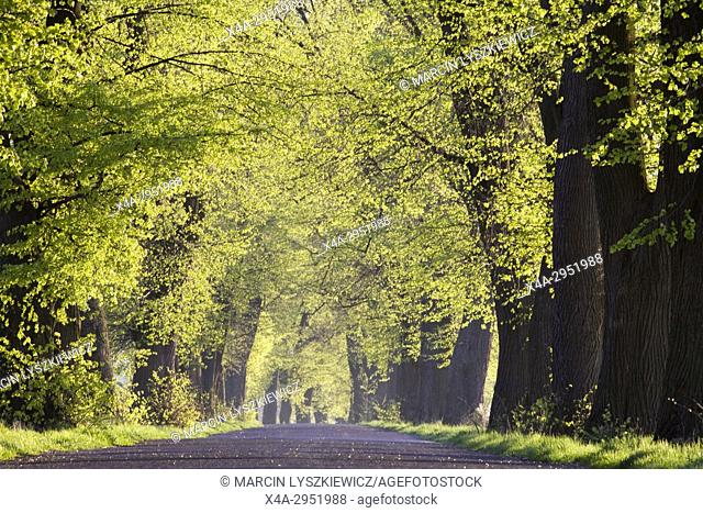 Country Road in Spring, Kujawy, Poland