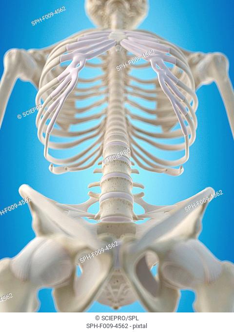 Human thorax, computer artwork