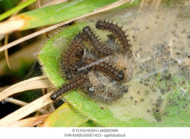 Marsh Fritillary (Euphydryas aurinia) caterpillars, group in web on Devil's-bit Scabious (Succisa pratensis) foodplant in rhos pasture