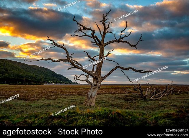 A tree trunk in the evening light over the Porlock Marshes, Somerset, England, UK