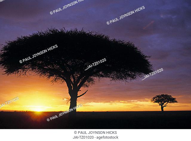 Acacia tree at sunrise, Serengeti National Park, Tanzania