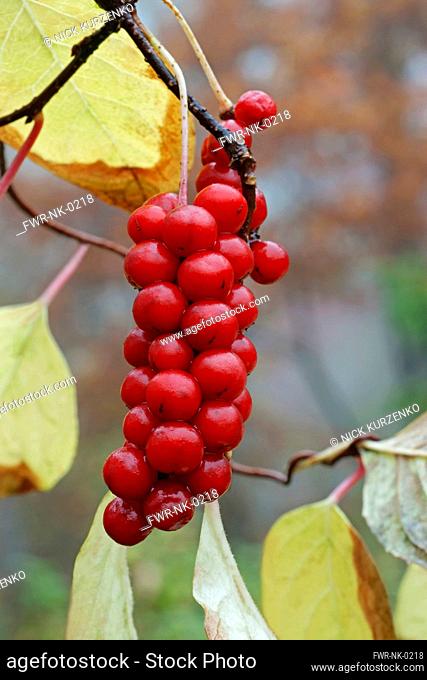 Magnolia-vine, Schisandra chinensis, Red berries growing outdoor on the plant