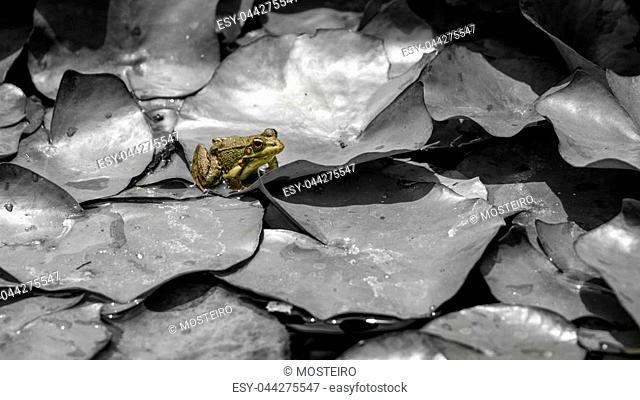 imagen de una rana en color sobre unos nenufares en blanco y negro