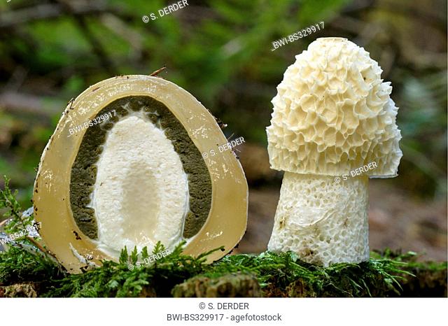 stinkhorn (Phallus impudicus), young stinkhorn and a sliced one, Germany, North Rhine-Westphalia, Bergisches Land