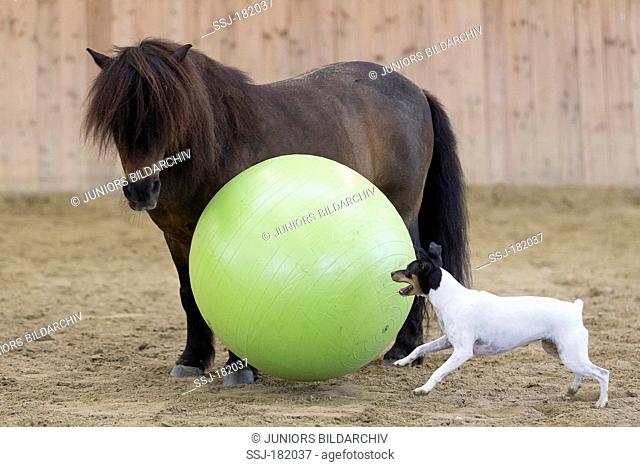 Shetland Pony. Senior bay horse playing ball with a Jack Russell Terrier in a riding hall. Germany