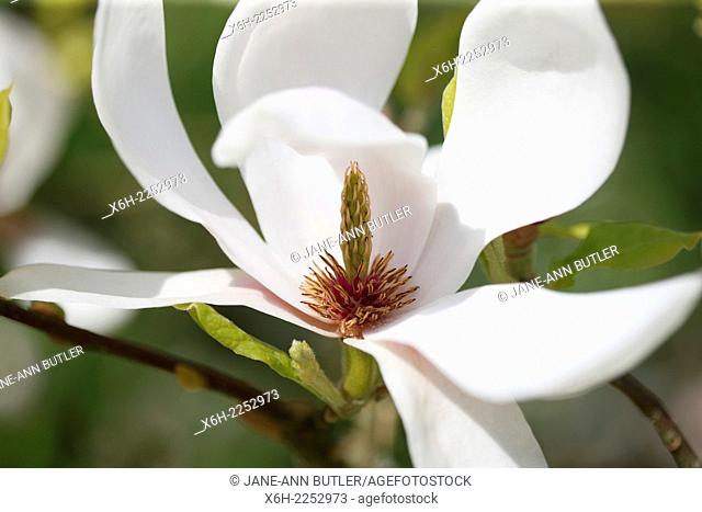 a majestic magnolia bloom