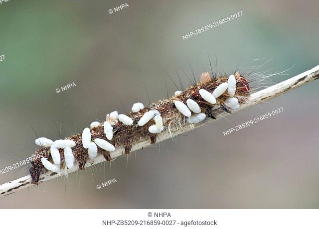 A caterpillar with many parasitoid wasp pupae
