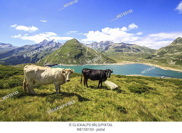 Cows grazing in the green meadows of Andossi with Lake Montespluga on background Spluga Valley Sondrio province Valtellina Lombardy Italy Europe