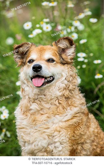 German cowdog portrait