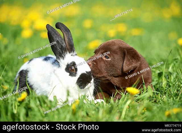 Labrador puppy and rabbit, Upper Palatinate, Bavaria, Germany, Europe