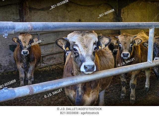 France, Auvergne, Cantal, calves on a farm at Germés, by Maurs. Dordogne river surrounding