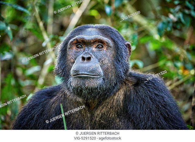 UGANDA, FORT PORTAL, 12.02.2015, Common chimpanzee, Pan troglodytes, Kibale National Park, Fortl Portal, Uganda, Africa - Fort Portal, Uganda, 12/02/2015