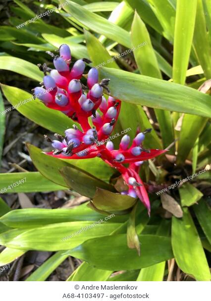 Violet weilbachii (Aechmea weilbachii) is a species in the pineapple plant family from southeastern Brazil.