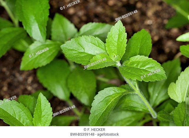 stevia (Stevia rebaudiana), leaves