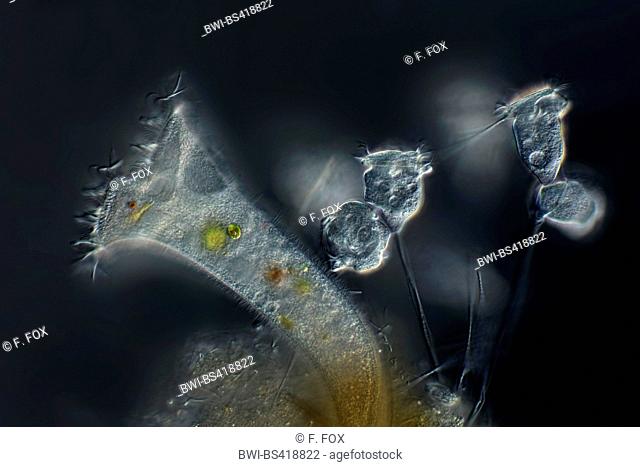 Vorticella (Vorticella spec.), with dark field microscopy with Stentor